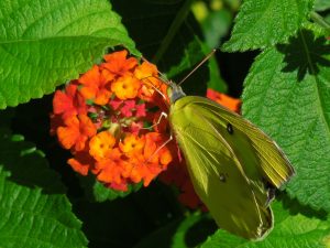 Yellow Butterfly