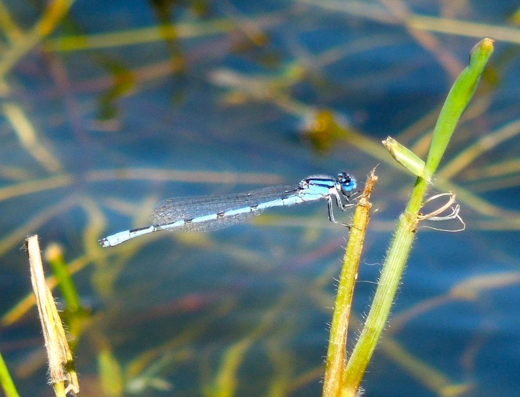 blue dragonfly