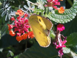 Yellow Butterfly on Lantana