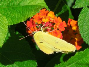 Yellow butterfly drinking