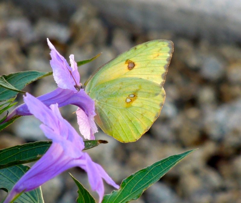 Green Cars, Yellow Butterflies and God