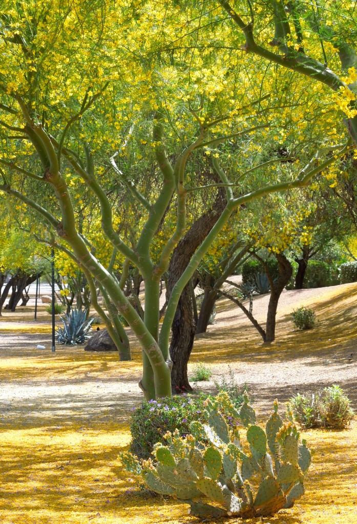 Palo Verde Trees in Phoenix
